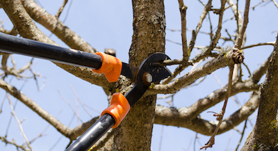 Oyster Bay tree pruning